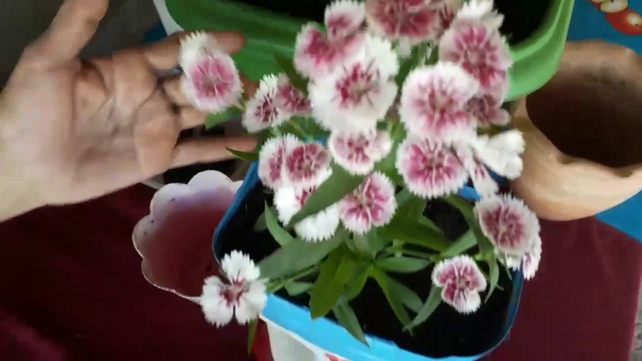 como plantar e cuidar da planta cravina que está doente