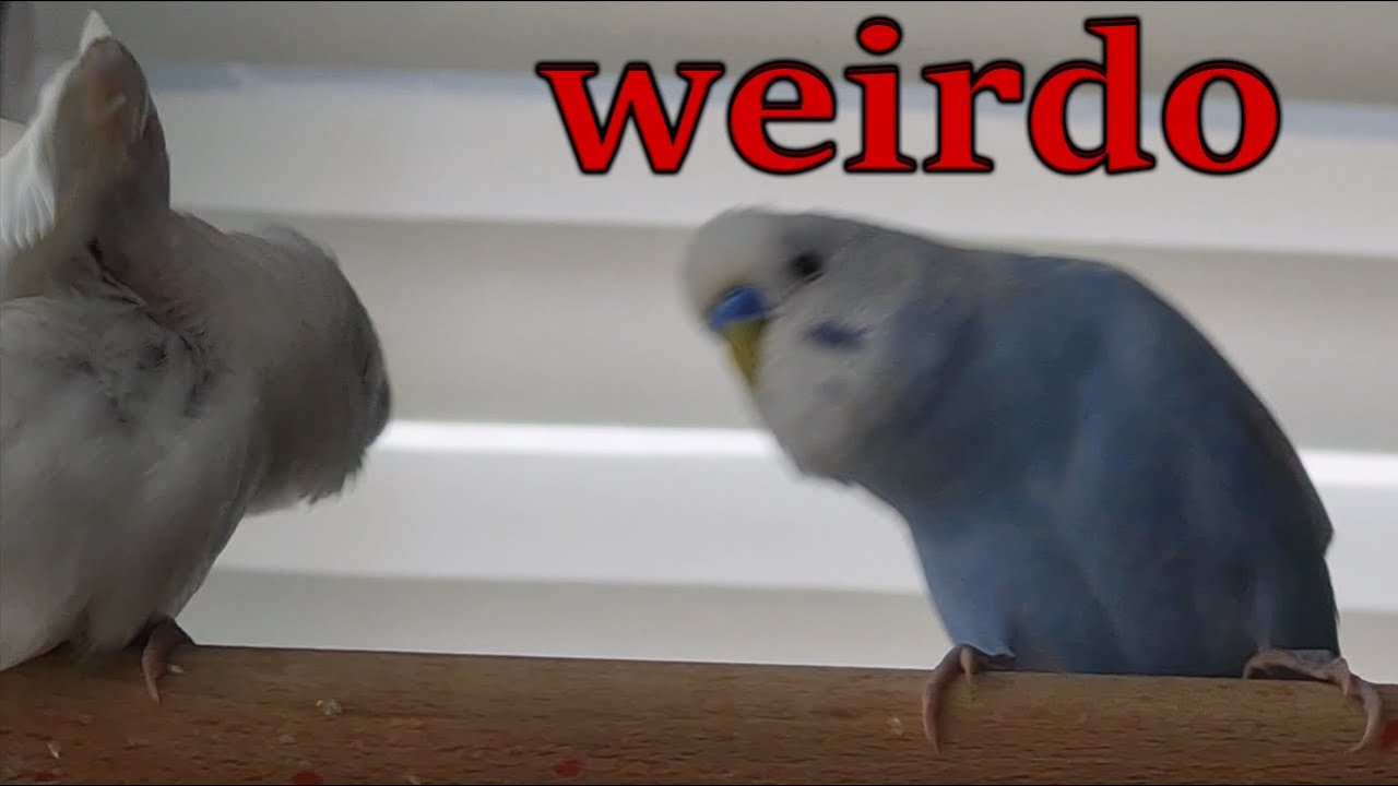 My Budgie's Quirky Gestures and His Weird Behaviors