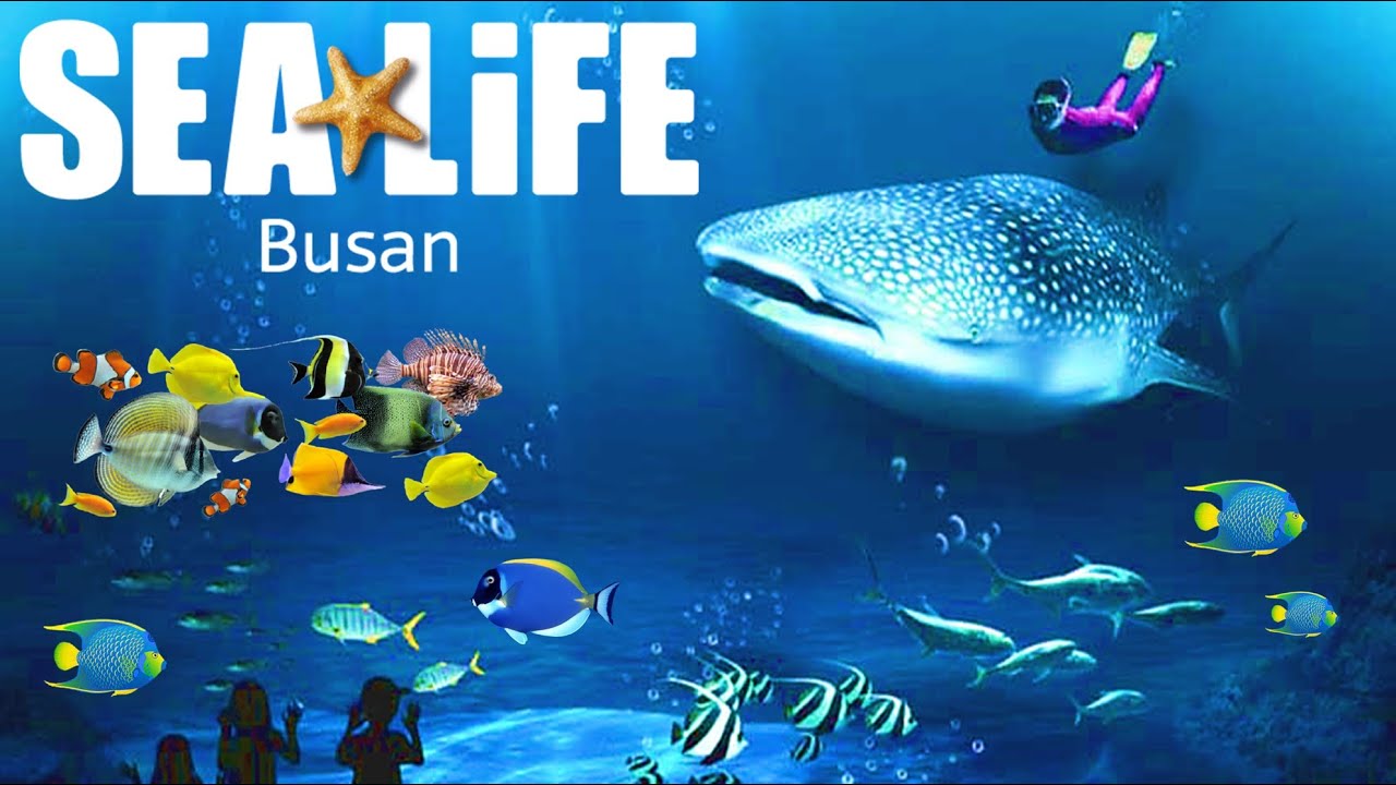 SEA LIFE Busan Aquarium (4K) 씨라이프 부산아쿠아리움