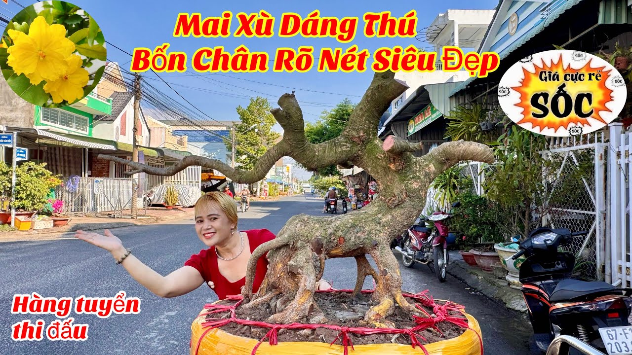 01/01/2026.Giao Lưu 4 Cây Mai Vàng Xù Dáng Thú Rõ Nét Siêu Đẹp | ĐT: 0919.755.533