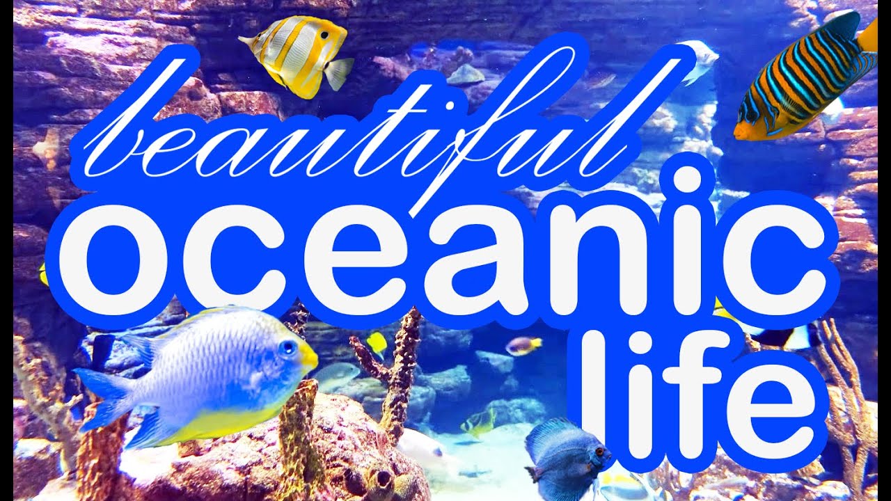 Beautiful Oceanic Life: Relaxing Calm with Ambient Music & Oceanic Beauty