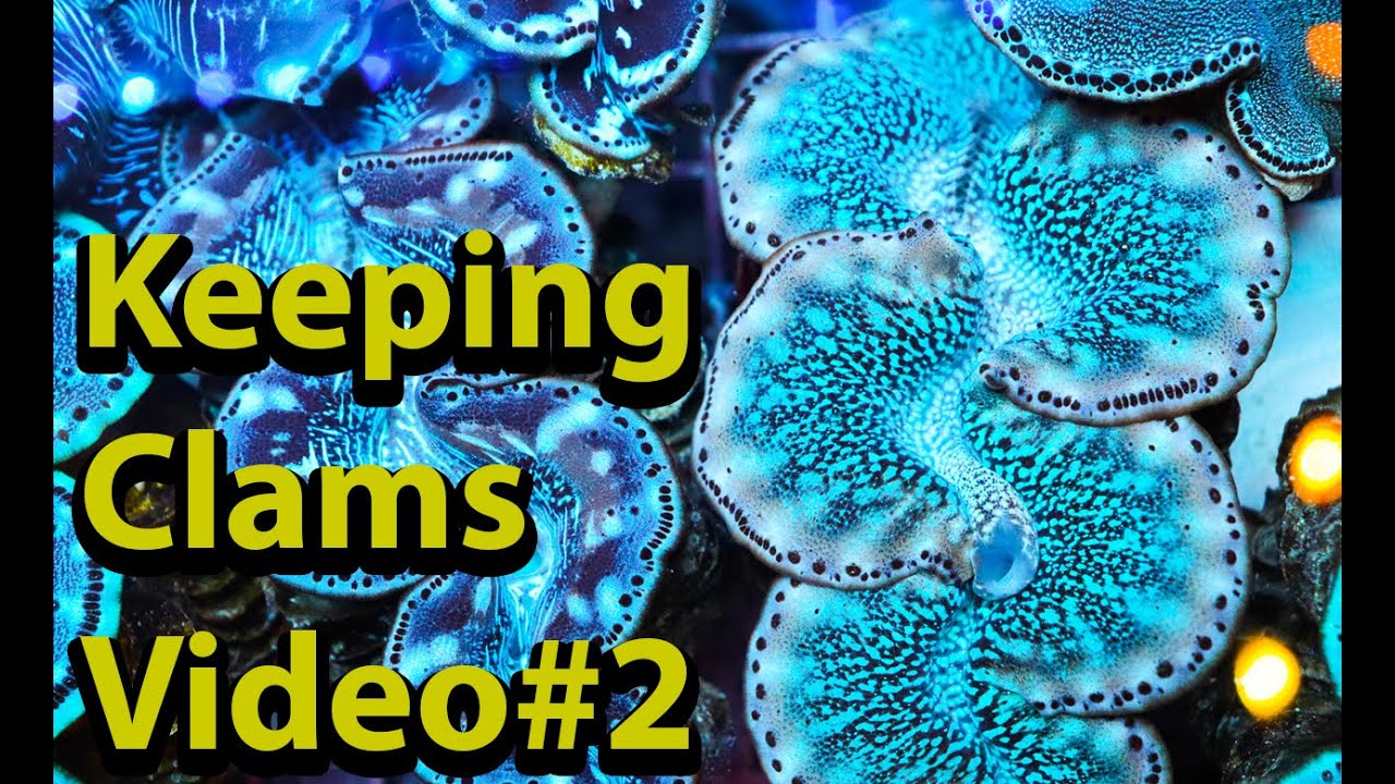 The Secret To Keeping Clams. Episode 2