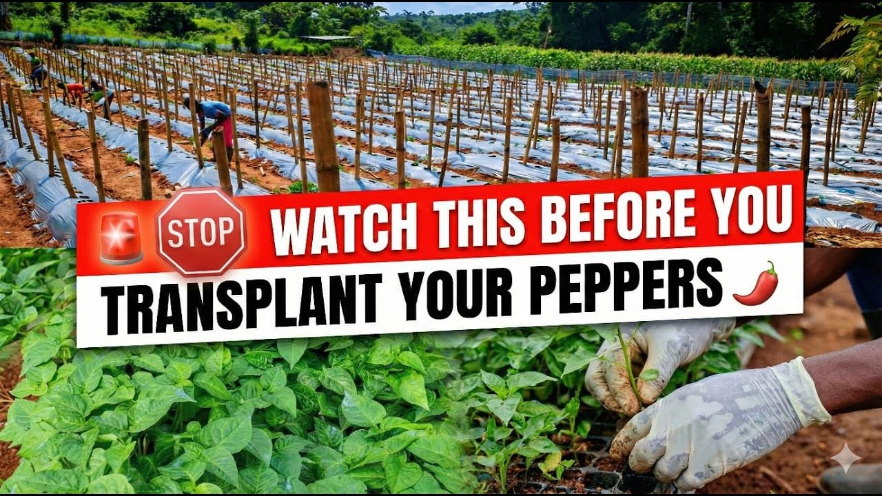 TRANSPLANT SHOCK 😮 IN  PEPPERS🌶️  WHAT NO ONE TELLS YOU!
