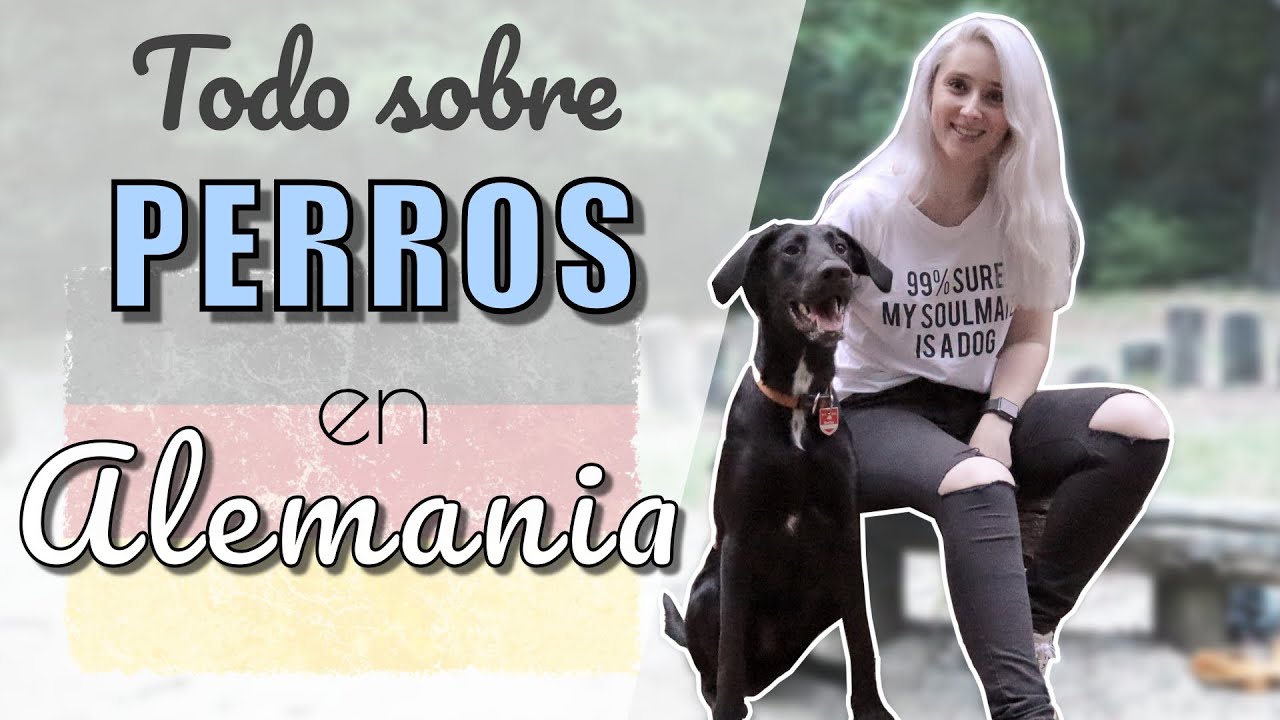 TODO SOBRE los PERROS en ALEMANIA 🐶  Impuesto, Obligaciones y Privilegios