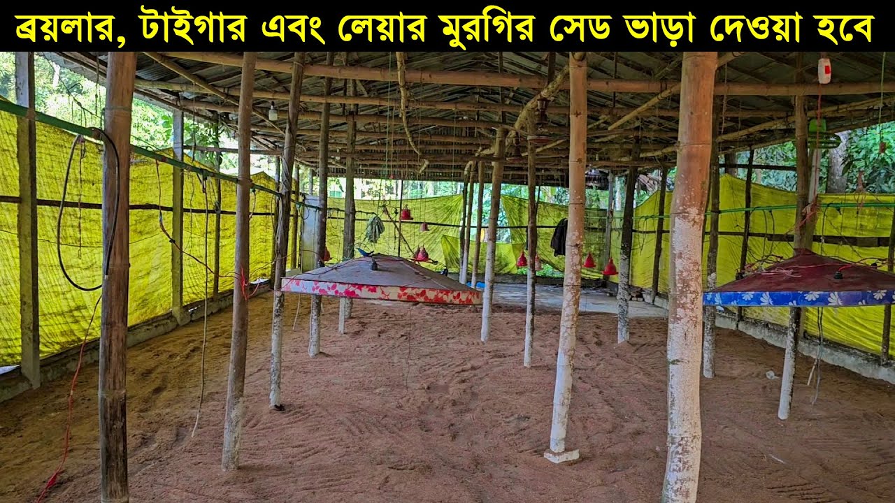 খামারের পুঁজি কম তাই ব্রয়লার, টাইগার এবং লেয়ার মুরগির সেড ভাড়া দেওয়া হবে চাঁদপুরে। Morgi Farming