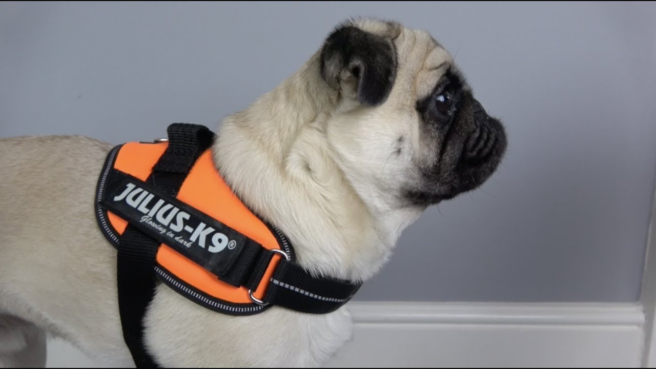 Обзор Julius-K9 IDC Powerharness! &mdash; Лучше оригинала?
