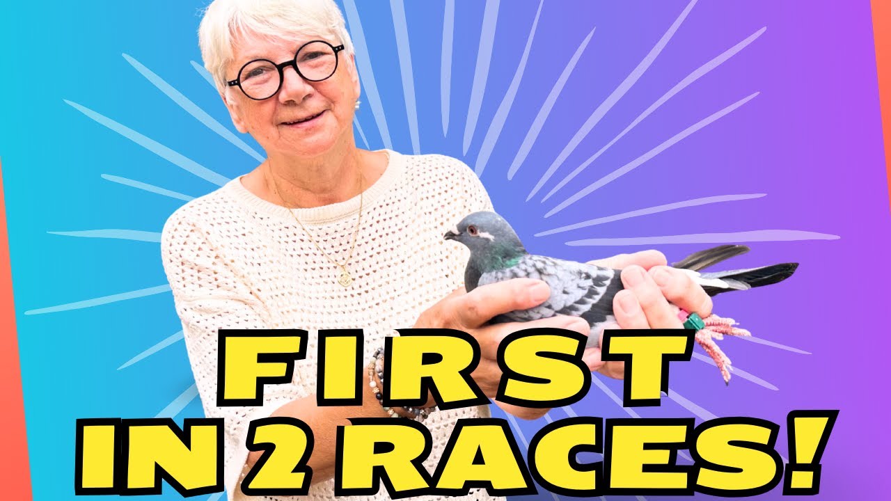 Pigeon Races FIRST IN 2 RACES !!