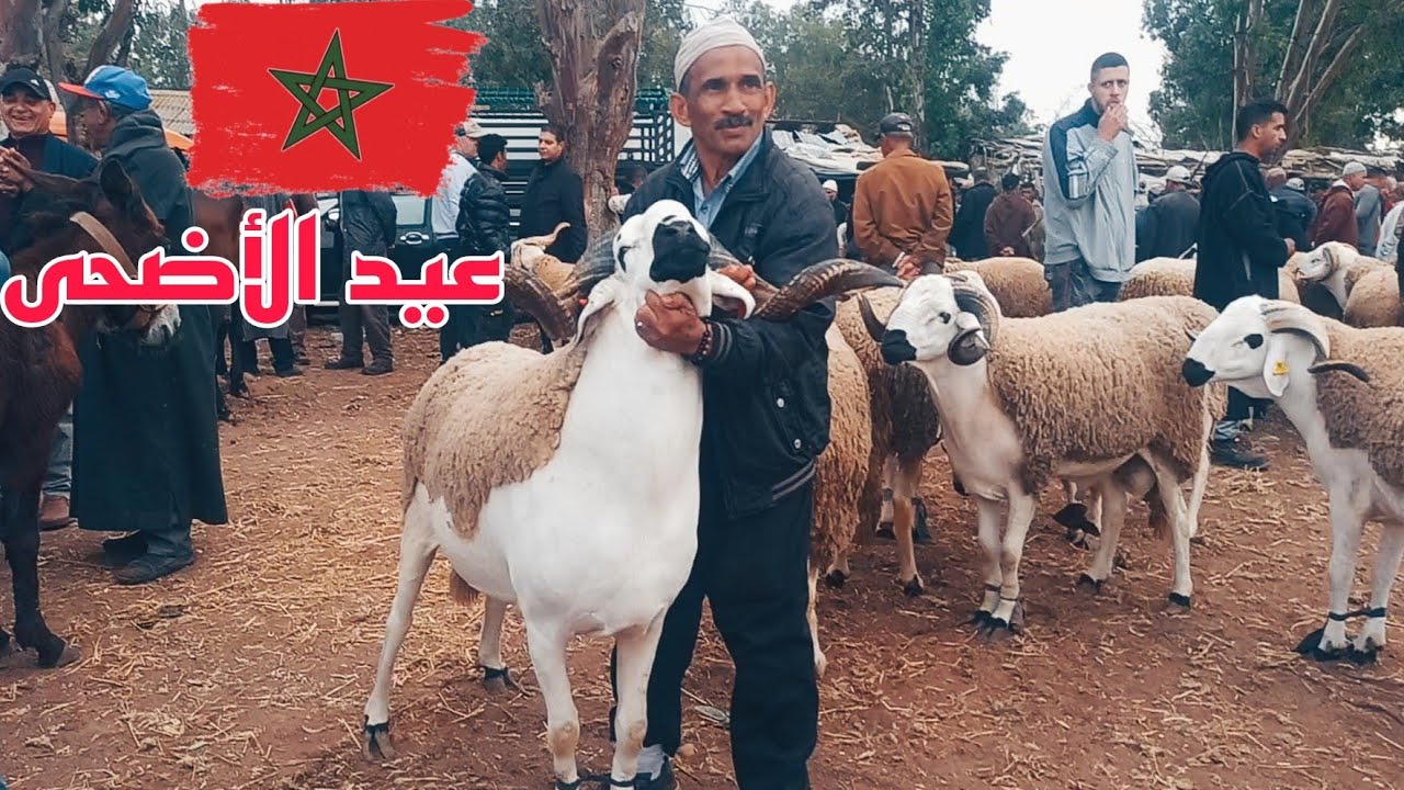 سوق خميس سهول 23/05/2024 نواحي رباط سلا مع ثمن حولي #عيد_الأضحى_2024