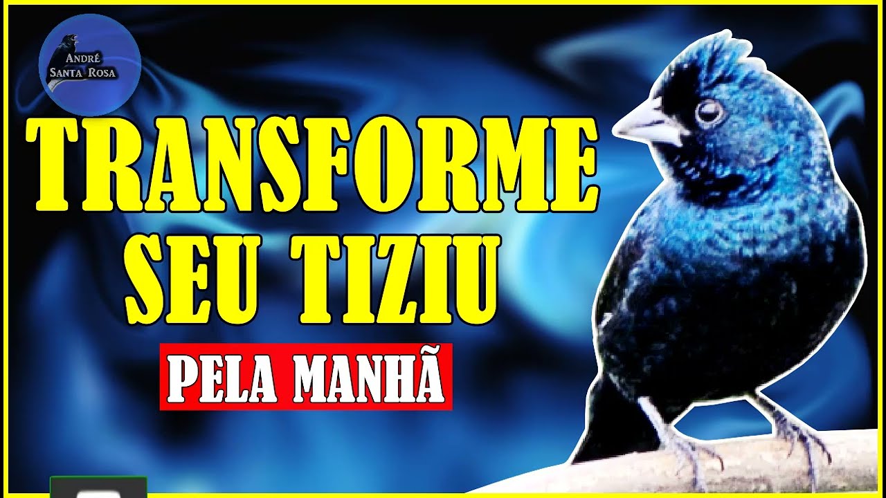 Coloque o Som Baixinho e Veja Transformação ( Tiziu )