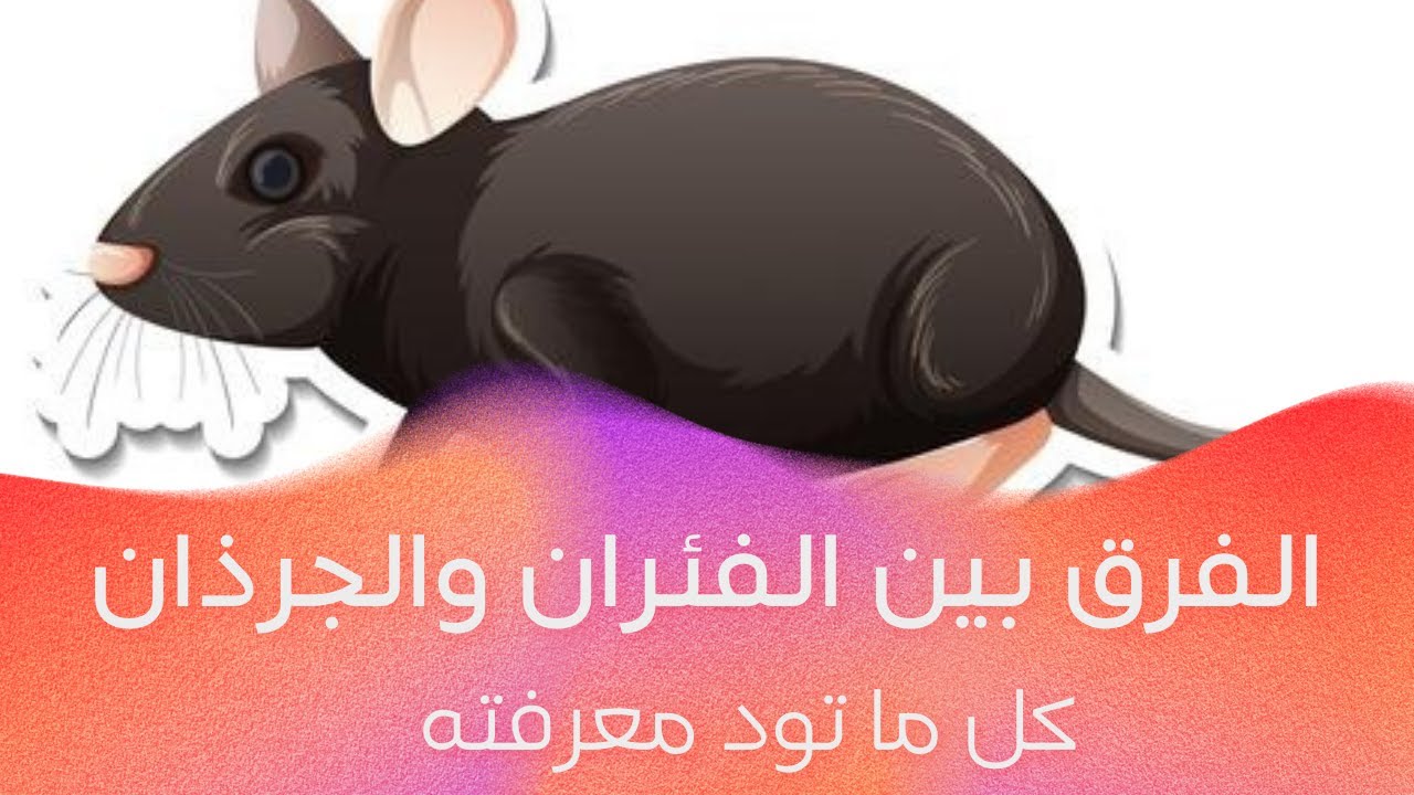 الفرق بين الفئران والجرذان