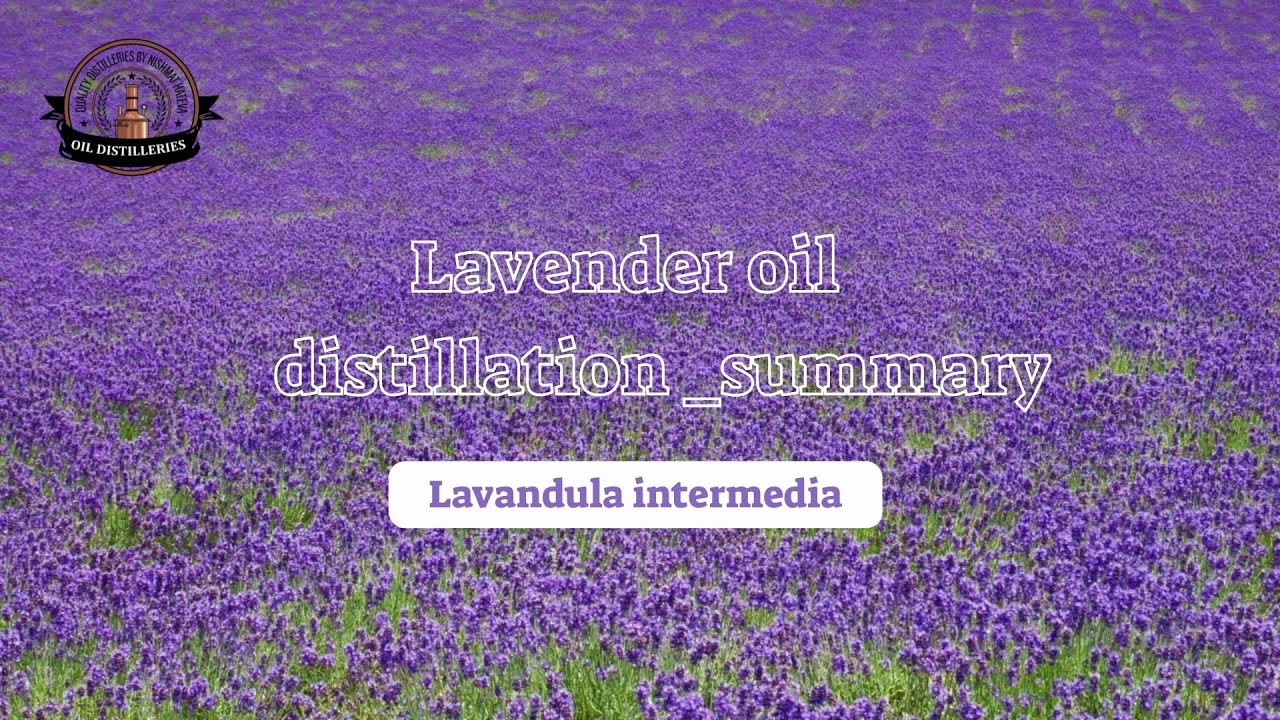 תקציר זיקוק לבנדר (לבנדין גרוסו)  Lavender distillation_summary