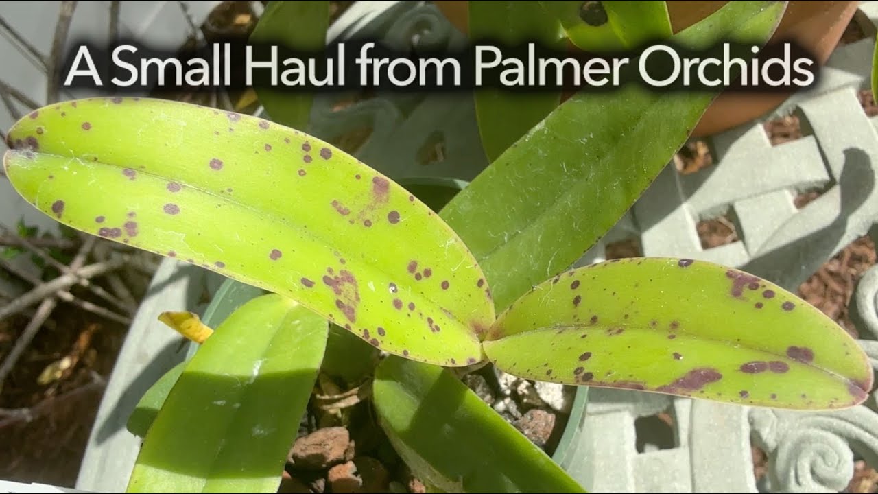 A Small Haul from Palmer Orchids