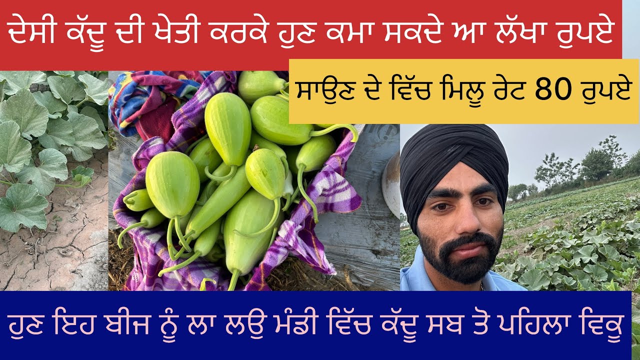ਦੇਸੀ ਕੱਦੂ ਦੀ ਖੇਤੀ ਸਬ ਤੋ ਸੋਖੀ ਖੇਤੀ ਇਹ ਖੇਤੀ ਨੂੰ ਕਿਸਾਨ ਲਾਜ਼ਮੀ ਕਰਨ  desi kaddu farming