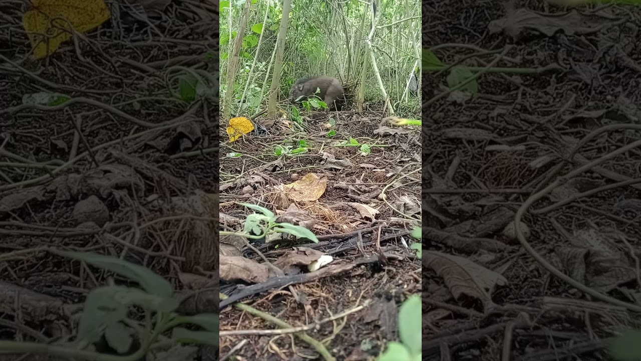Ganasnya babi hutan