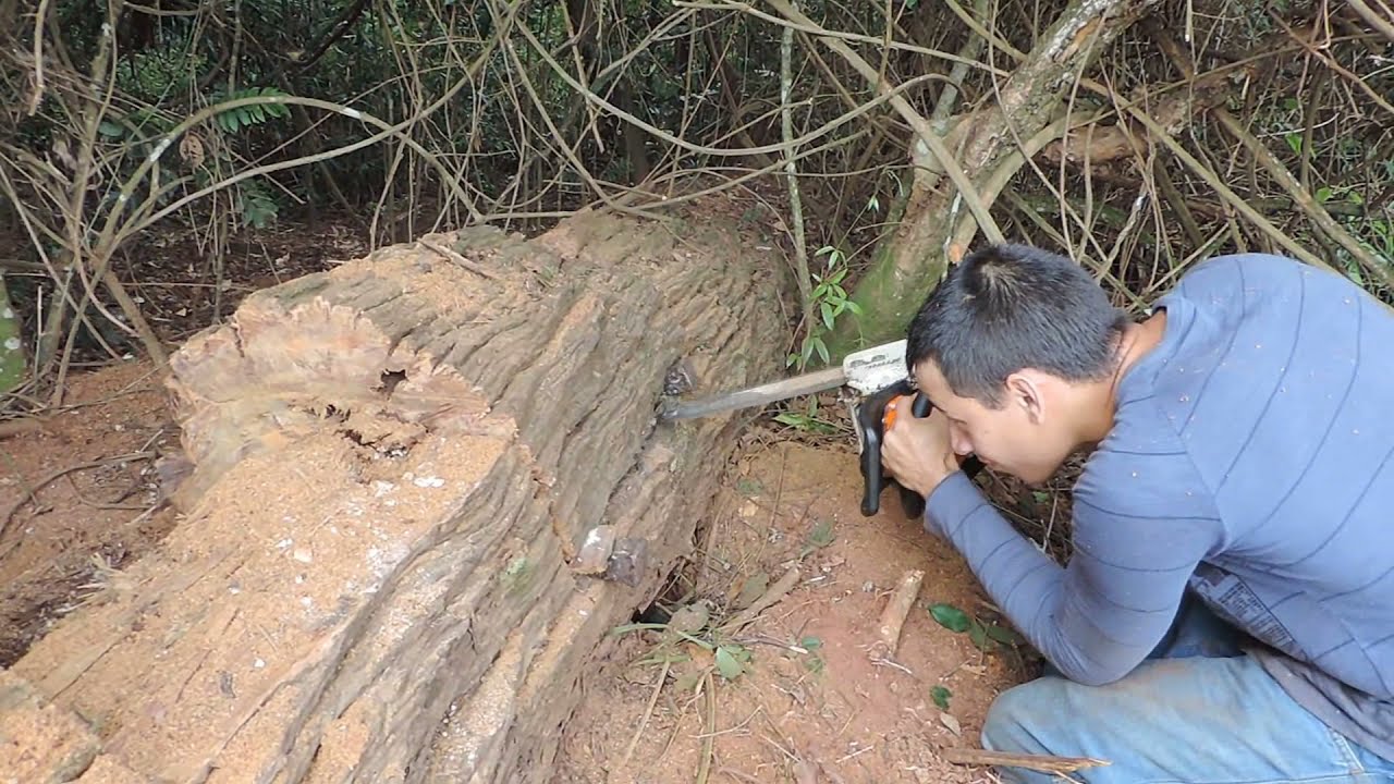Retirando colônia de borá ( Tetragona Clavipes ) HD