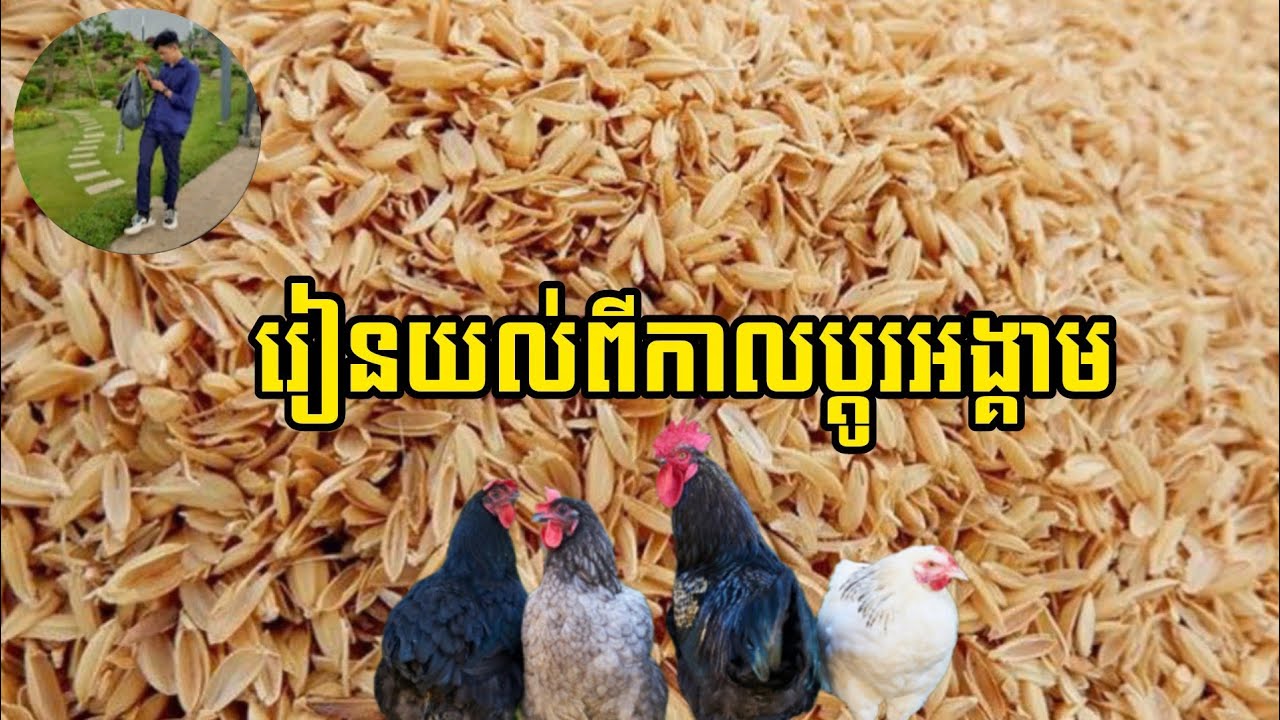 យល់ដឹងពីការប្ដូរអង្គាមអោយមាន់