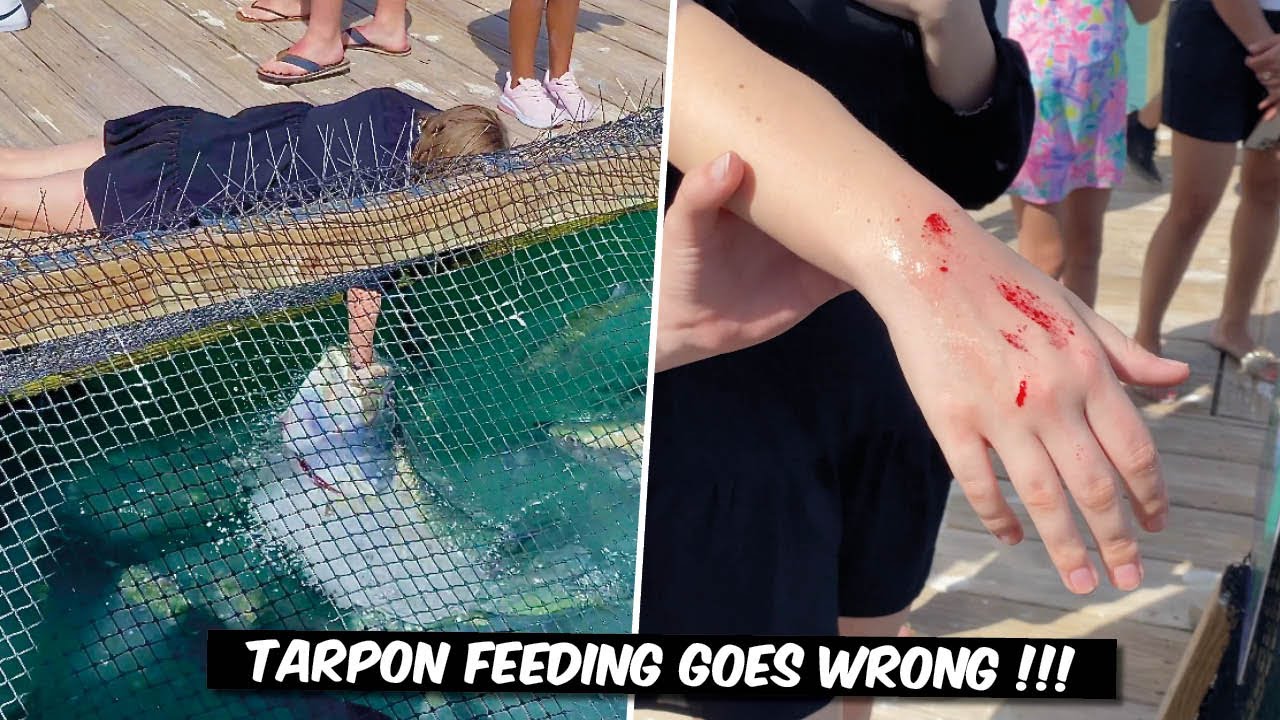 Hand Feeding Tarpon Gone Wrong! 😱 Unexpected Drama in the Florida Keys!