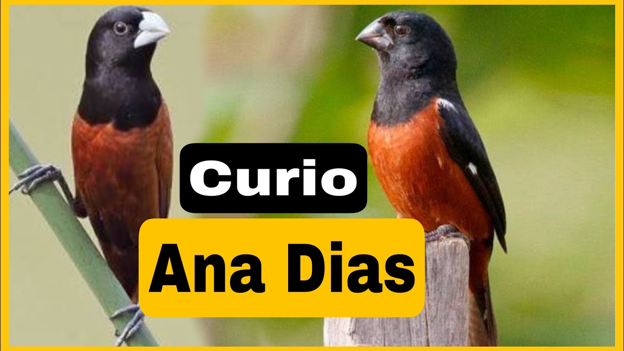 Encarte do Curi&oacute; Ana Dias 🎶 | Praia Cl&aacute;ssico Selo Voz Eterna 