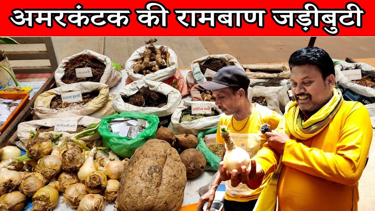 अमरकंटक की रामबाण जड़ी बूटी।।Amarksntak ki jadi buti ।।Famous Herbal of Amarkantak Madhyapradesh