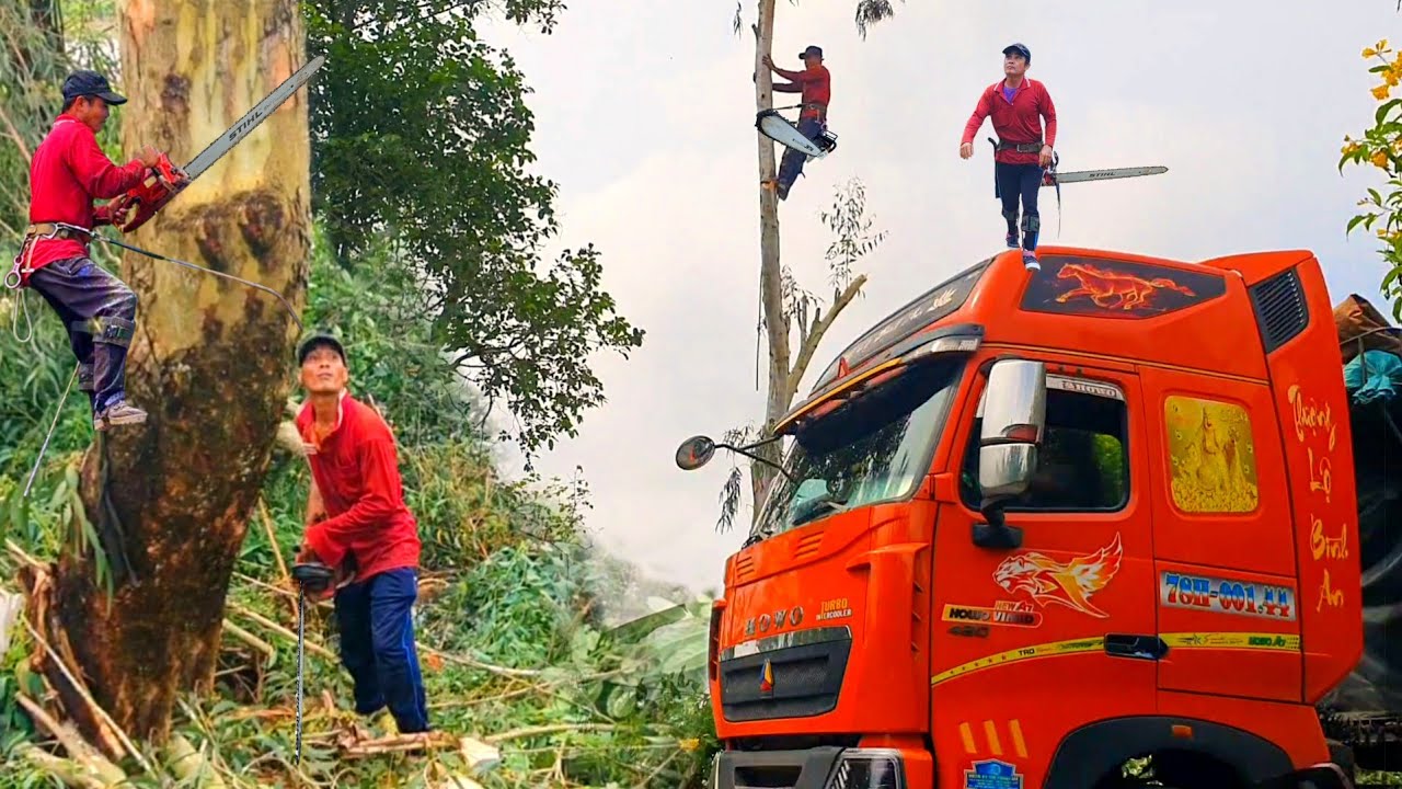 Vua Vượn Cưa Cây Bạch Đàn Ngã Phát Bay Bổng Nhảy Lum Tung