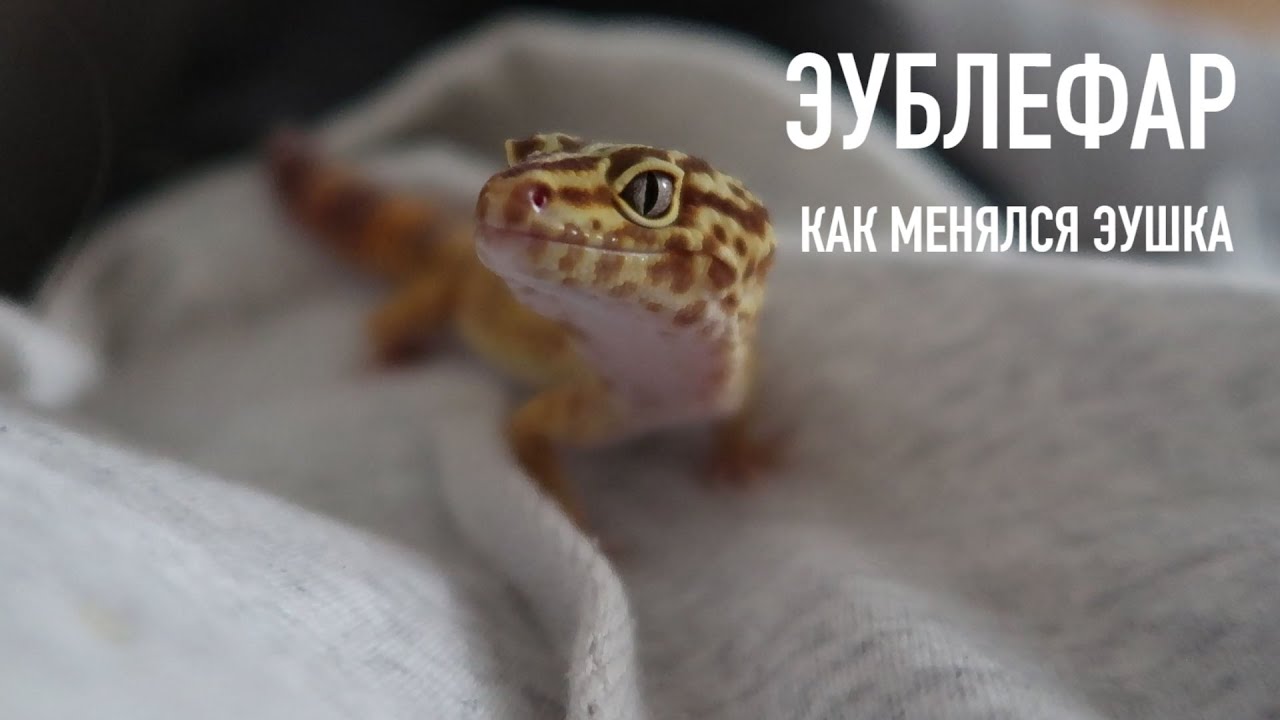 КАК РОС ЭУБЛЕФАР | МАГИЯ ПЕРЕЦВЕТА | ОТ 1,5 МЕСЯЦЕВ ДО ГОДА | Aoi Inko
