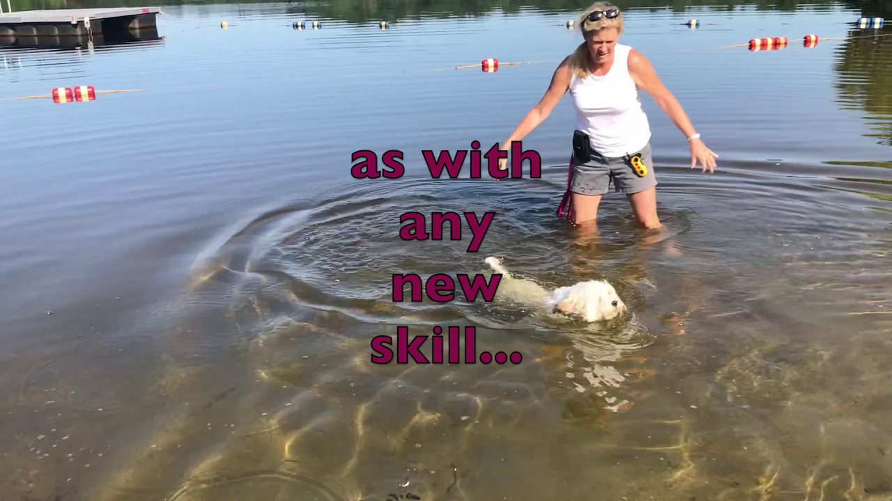 Teach Dog to Swim Ep  129