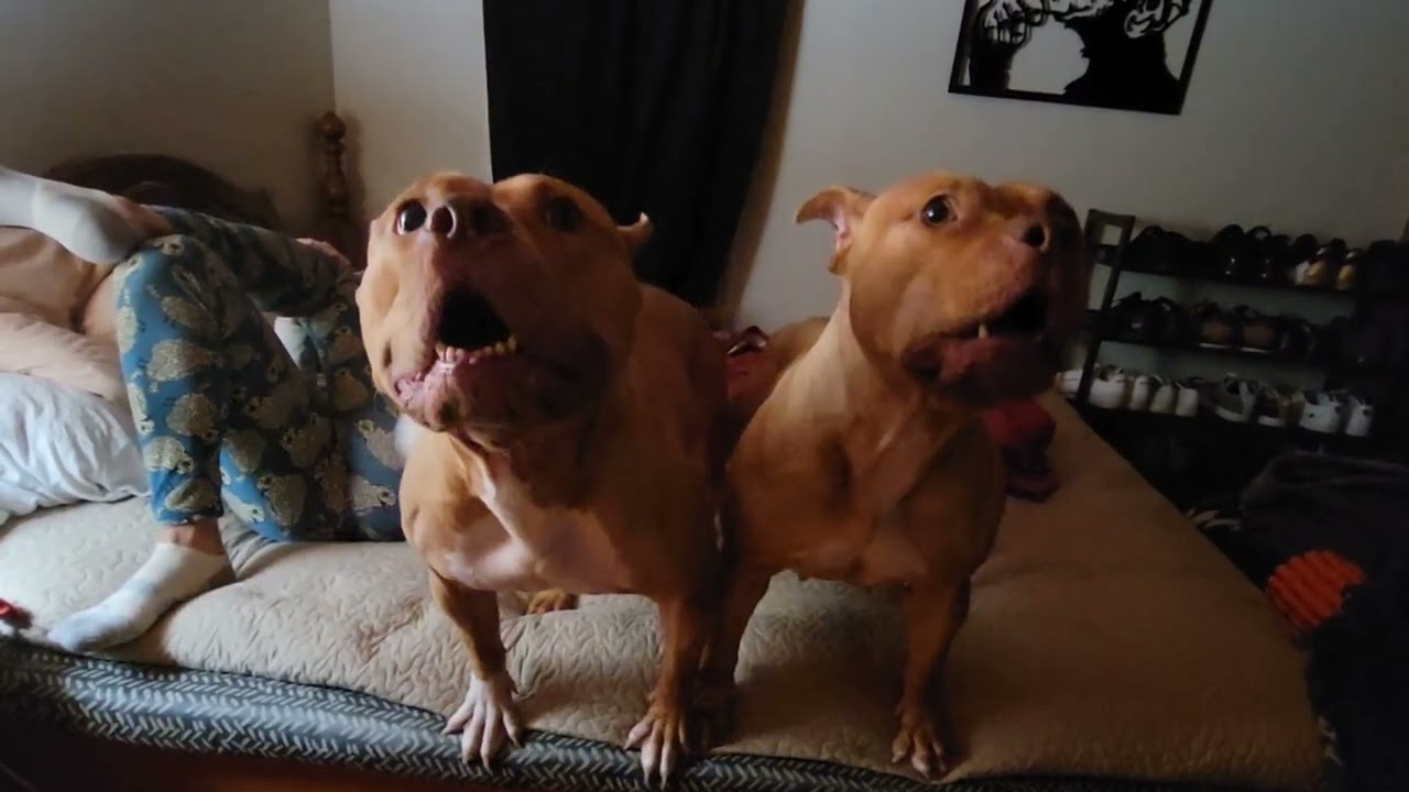 Brandy the Pitbull Click click #clickclick #brandythepitbull #bradspit #delawareredpitbulls