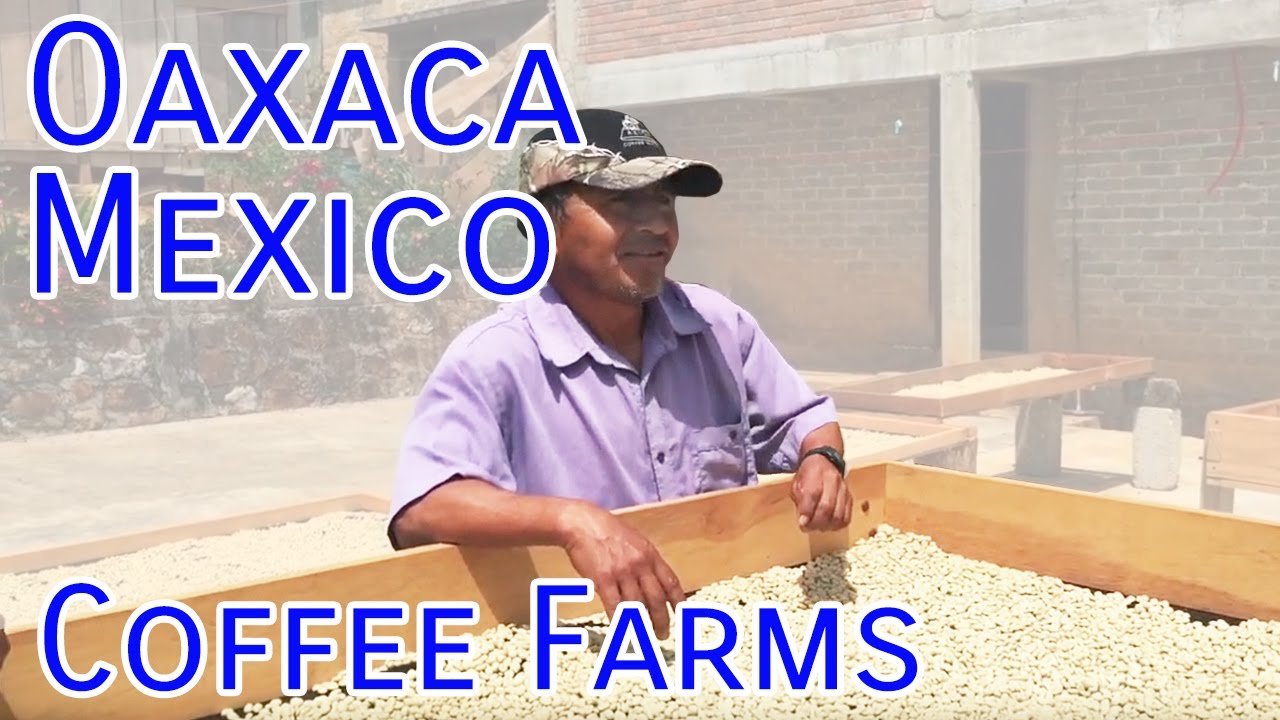 Mexico Oaxaca Coffee Farm Visits