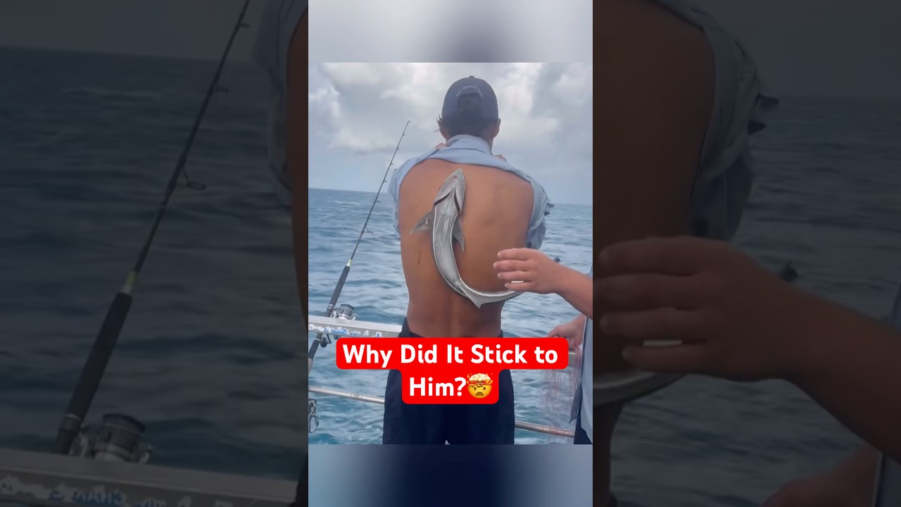 What Happens If This Fish Sticks to You?
