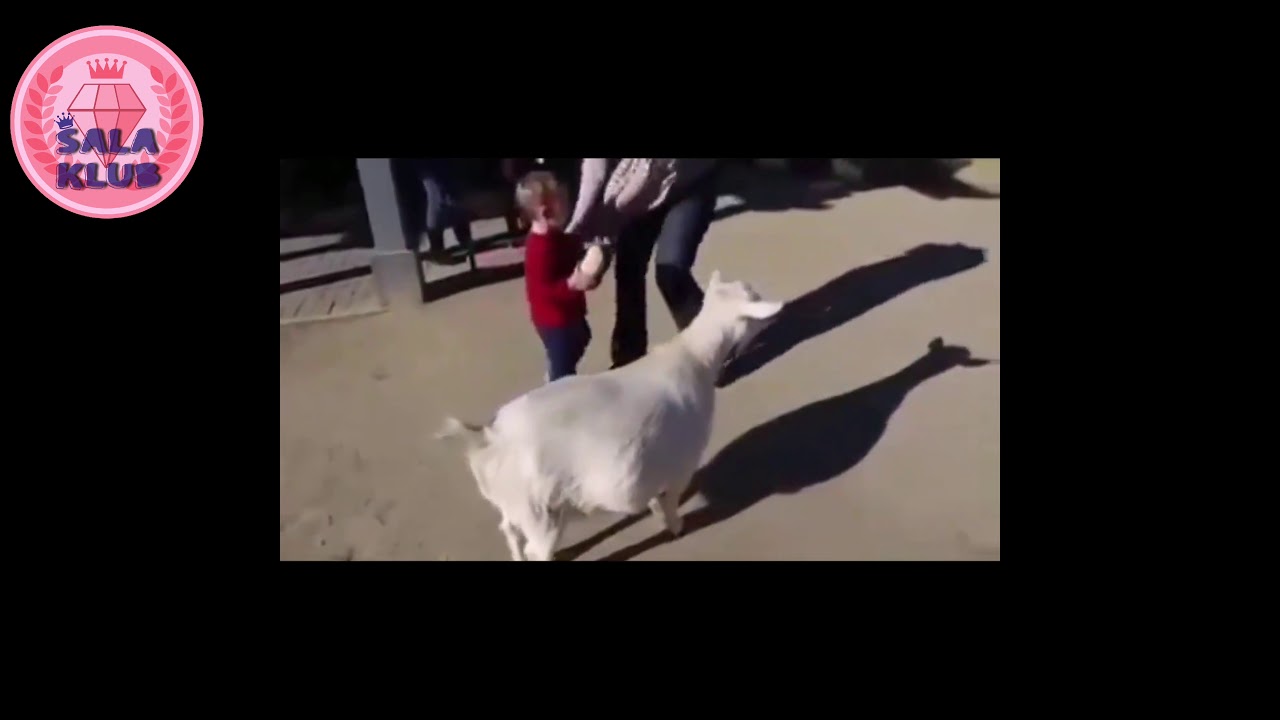 Smje&scaron;ne smije&scaron;ne sme&scaron;ne Životinje 2018