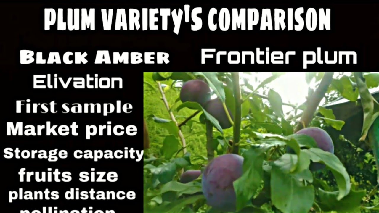 Stone fruits farming , Black Amber vs frontier plum full comparison, plum farming,