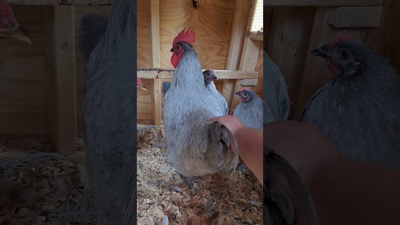 Monday Morning Surprise! First Egg! #chicken #cluck