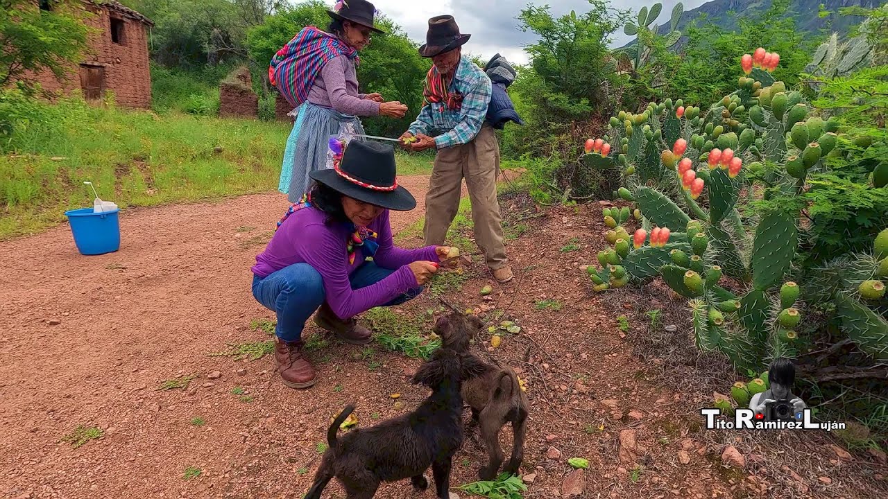Cosechando las Ricas Tunas que Encontramos en el Monte 😋🇵🇪👇 | TitoRamirez