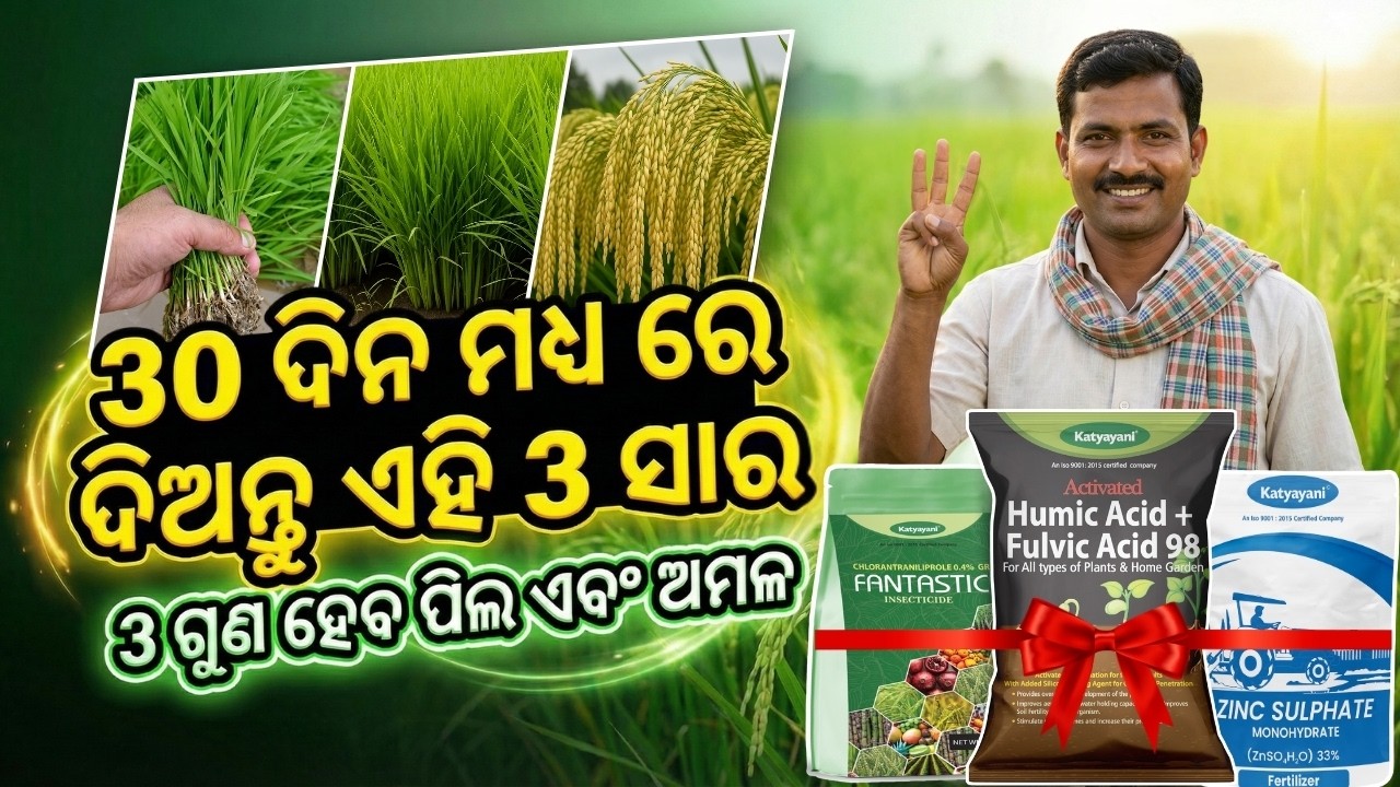 3 ସହଜ ପ୍ରକ୍ରିୟା! 2 ଗୁଣା ଉତ୍ପାଦନ ଧାନ ଚାଷ |ଅଧା ଖର୍ଚ୍ଚ କରି  150 ପିଲ  Dhana Chasa Secrets