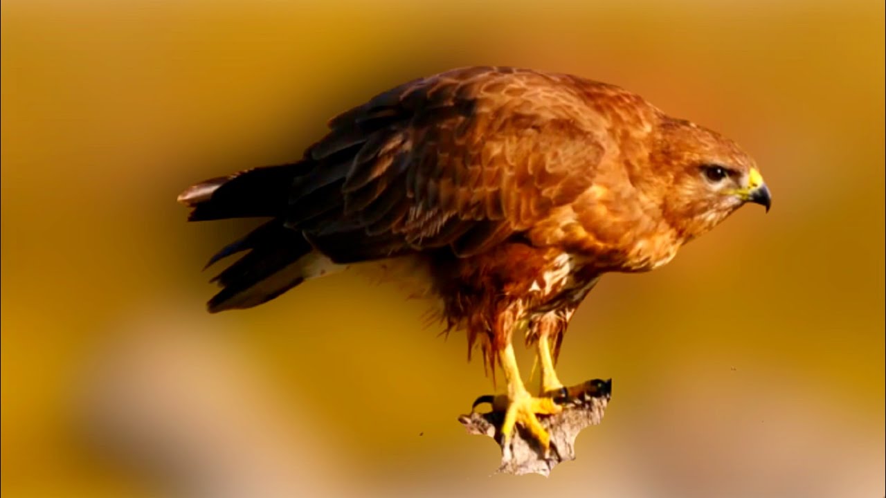 Обыкновенный канюк