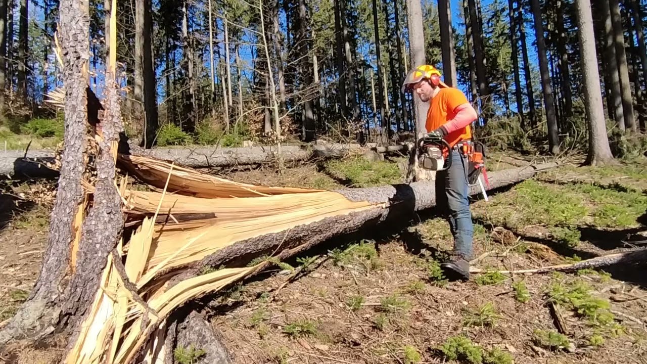 Vývraty, vývraty, vývraty🌲🎻🫣 572-2024