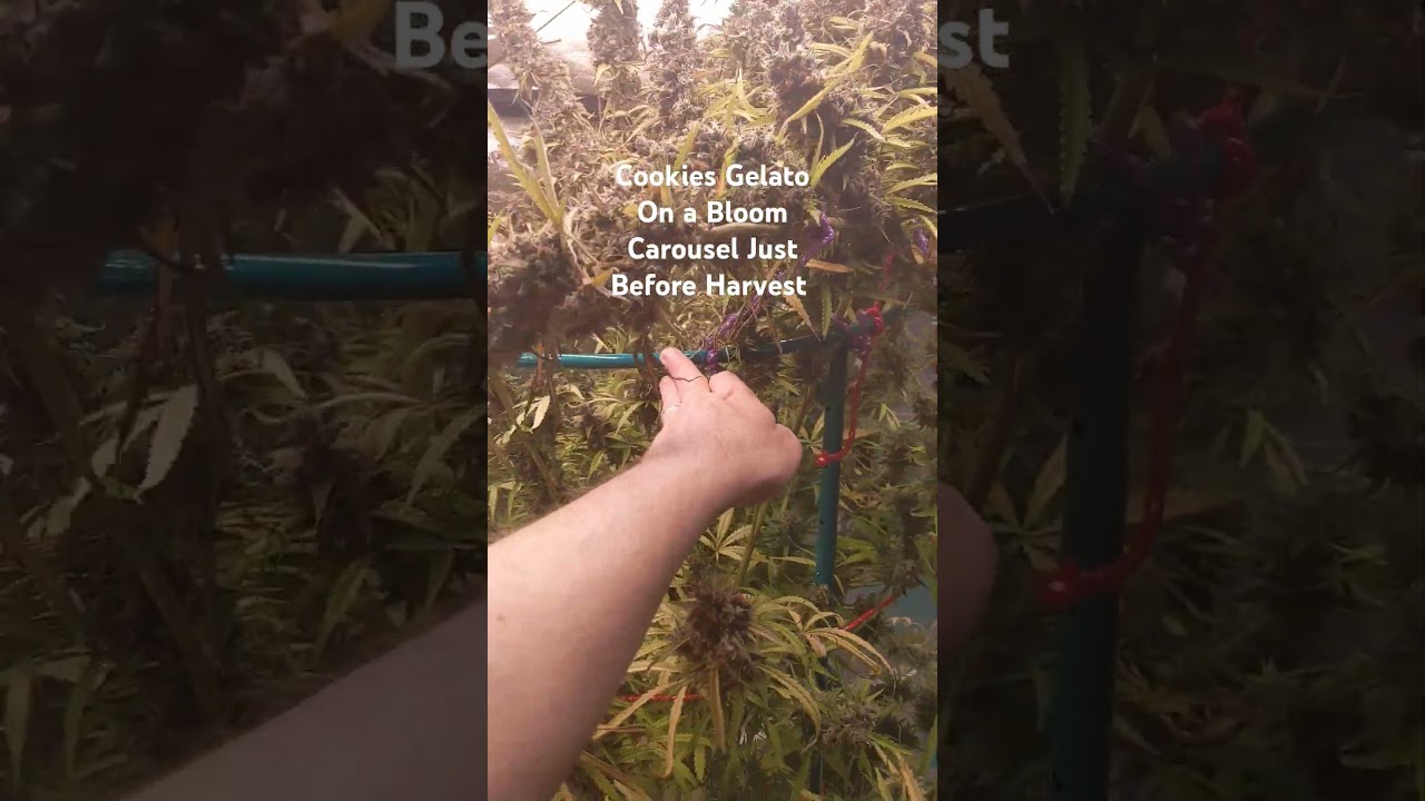 We pulled 114 oz wet - about 25oz dry from this cookies gelato Autoflower #gardening #indoorplants