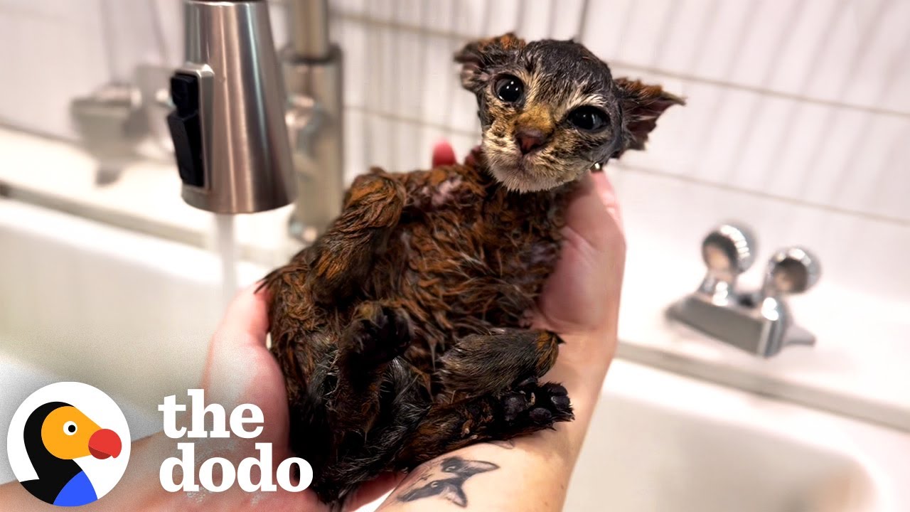 Skinny Kitten Covered In Paint Turns Into A Fluffy Teddy Bear | The Dodo
