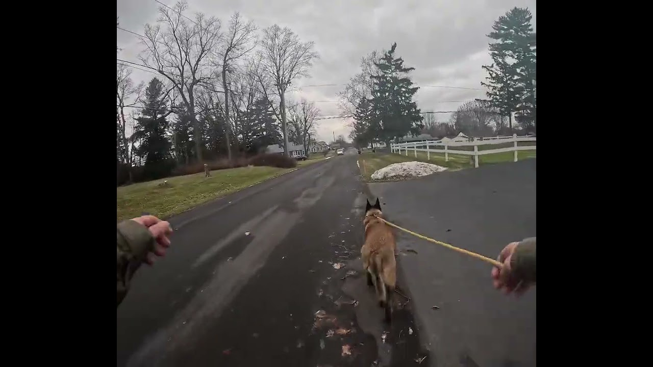 Ruger Walks Around (2)