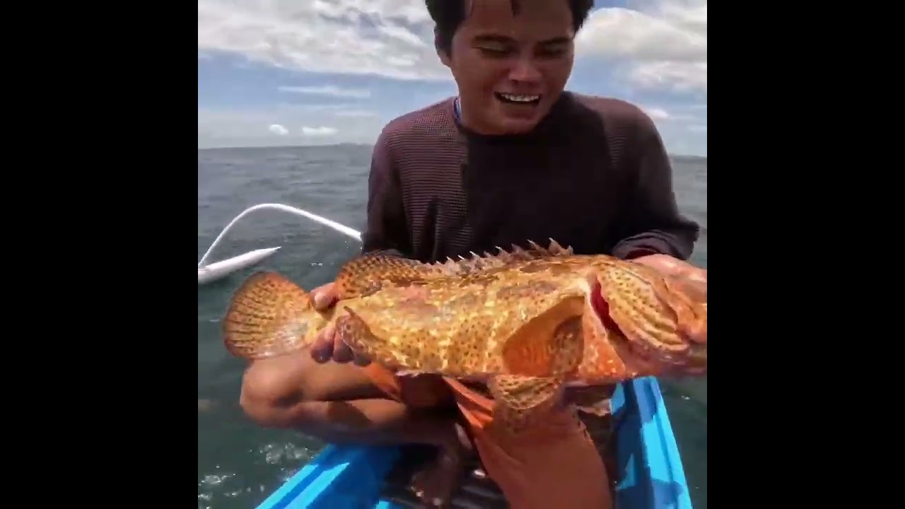 Tangkapan ikan krapu hari ini banyak dapat dan besar besar sarang nya ikan krapu babon