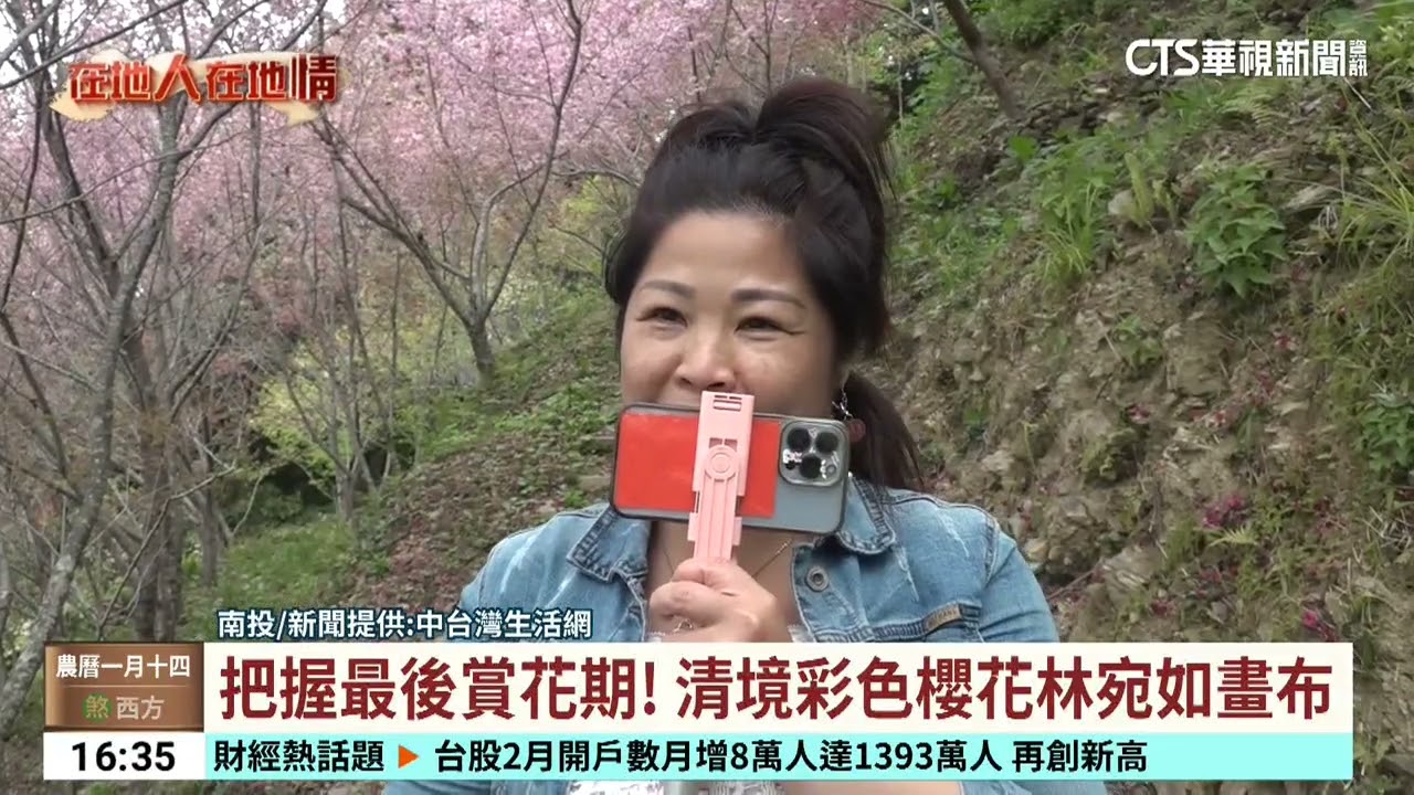 把握最後賞花期！　清境彩色櫻花林宛如畫布｜華視台語新聞 2026.03.02