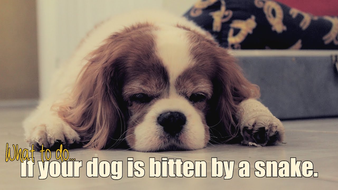 What to do if your dog is bitten by a snake.
