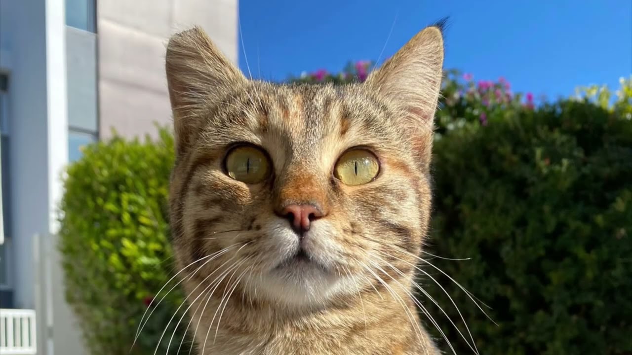 How YOU can save your Cypriot feline friend and rehome them 😻