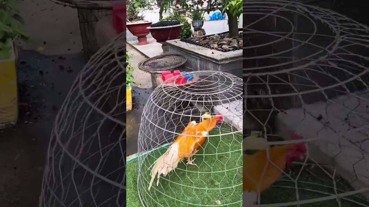 kênh mới Lh0839960921 Bến tre của Bình nha các bạn