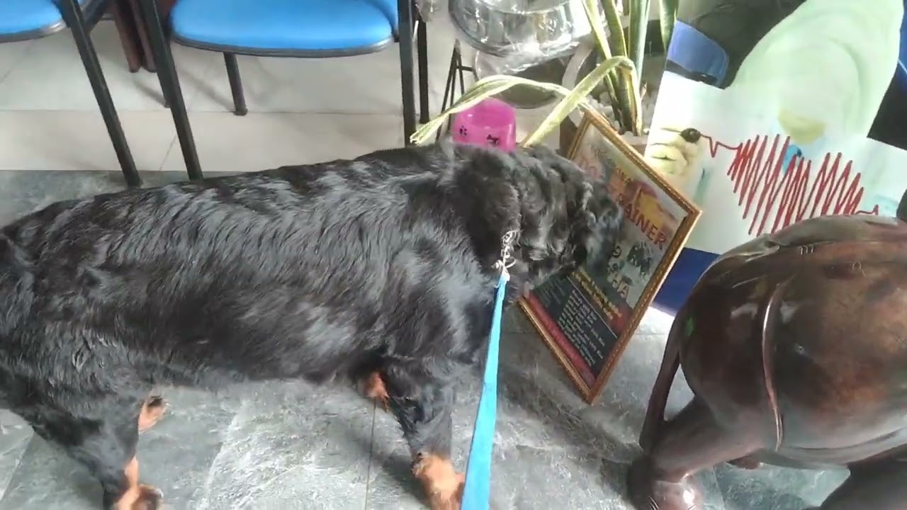 Rottweiler dog
