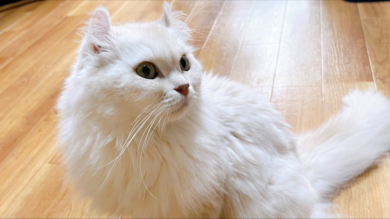 マロン6歳のお誕生日会！