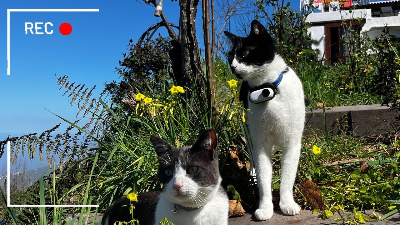 Cat Wearing a Camera Explores New Territory — and Discovers Cats Living In Our Backyard!
