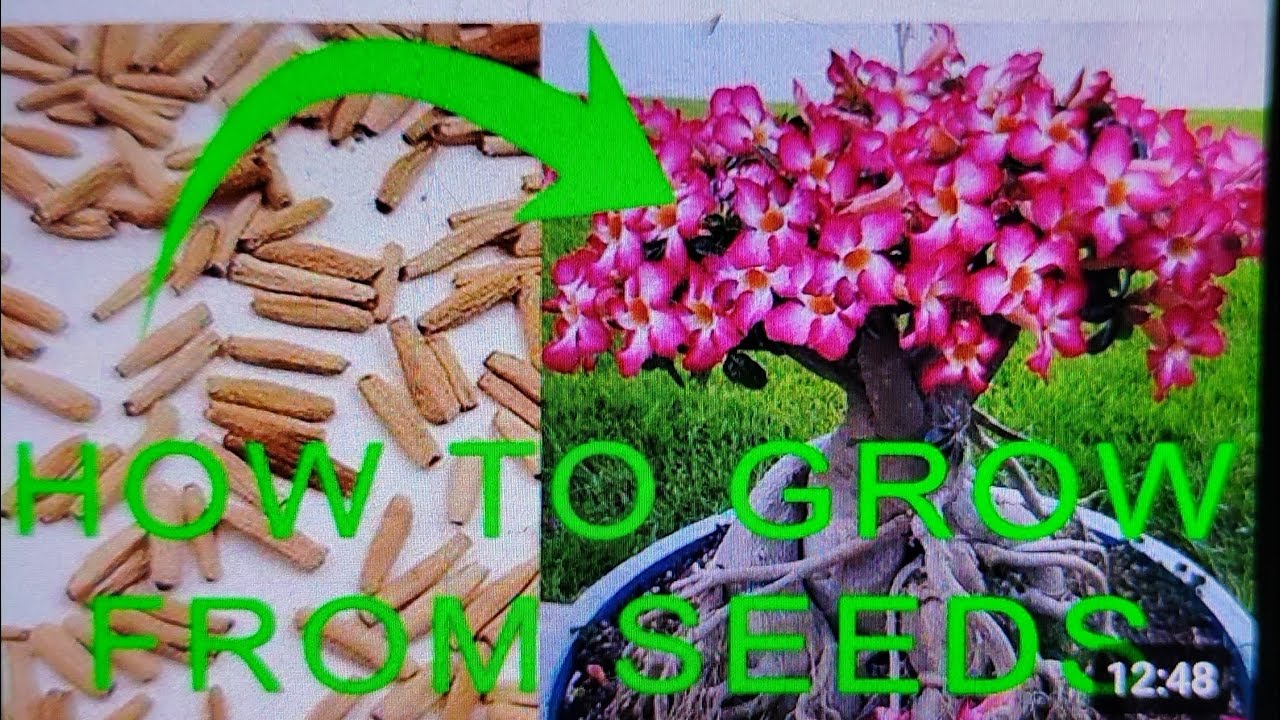 Cuttings propagation #How to grow from seeds #natureloverrain #subscribe 