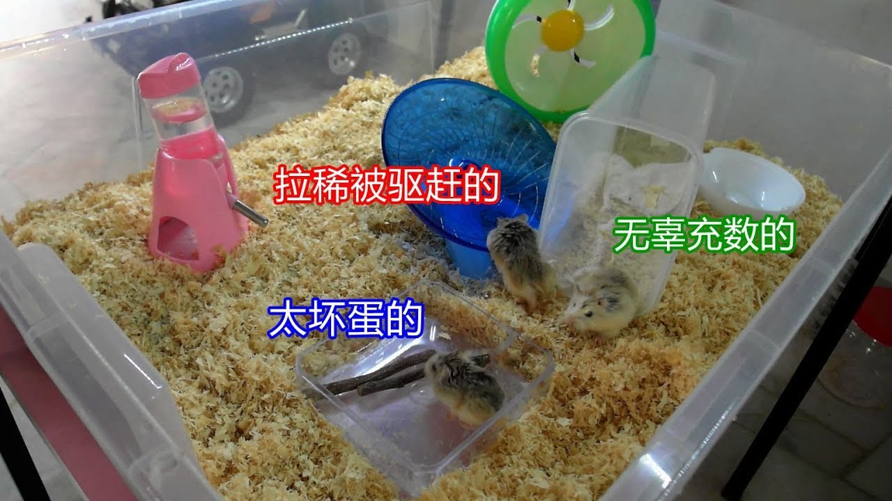 [日常] 重新合养之前住大笼里的