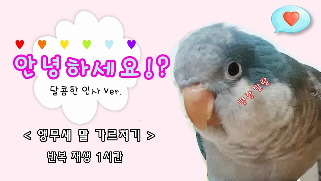 앵무새 말 가르치기 ★